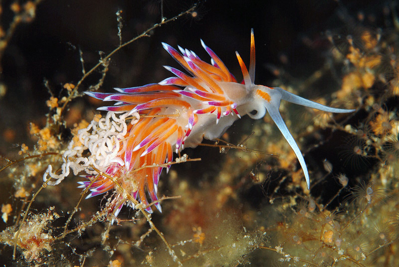 Riproduzione Cratena peregrina